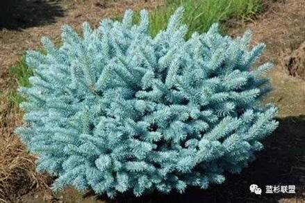 藍衫:百搭的園林觀賞樹種