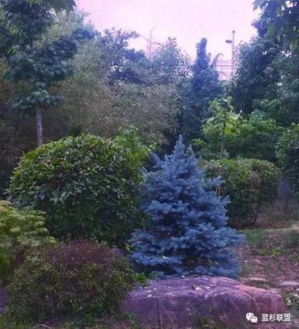 藍衫:百搭的園林觀賞樹種