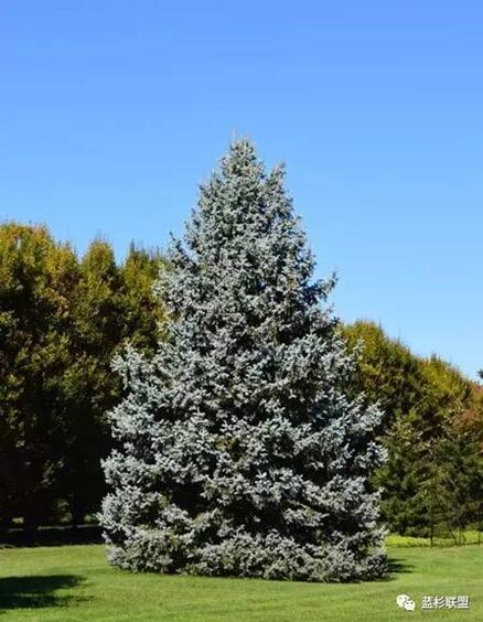 藍衫:百搭的園林觀賞樹種