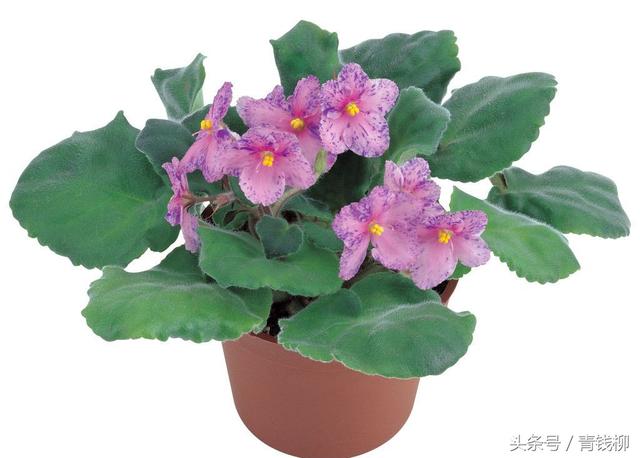 紫羅蘭的栽培技術:提高紫羅蘭的生長品質