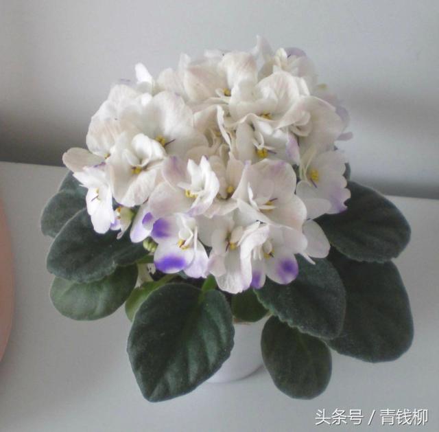 紫羅蘭的栽培技術:提高紫羅蘭的生長品質