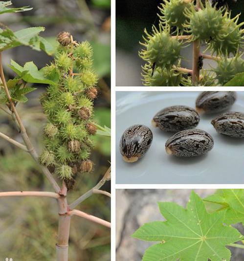 生活中常見的一些有毒植物