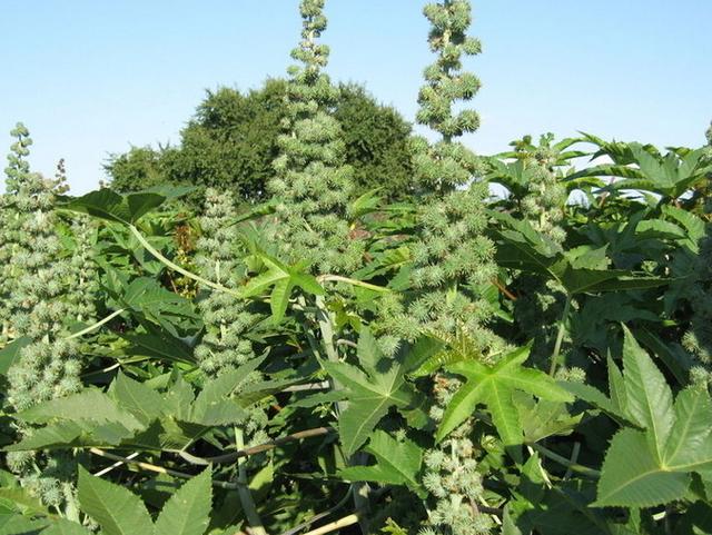 生活中常見的一些有毒植物