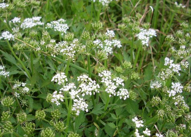 生活中常見的一些有毒植物