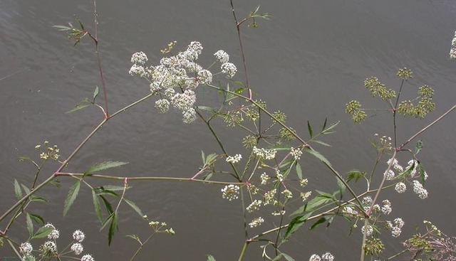 生活中常見的一些有毒植物