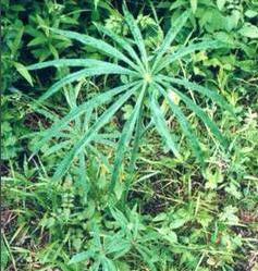 生活中常見的一些有毒植物