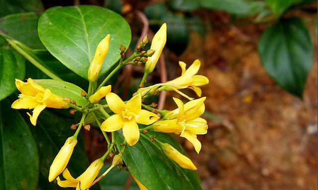 生活中常見的一些有毒植物