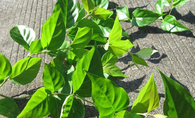 生活中常見的一些有毒植物