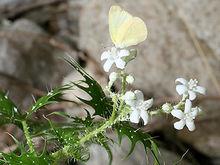 生活中常見的一些有毒植物
