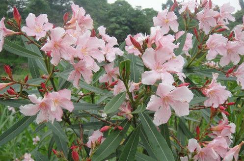 生活中常見的一些有毒植物