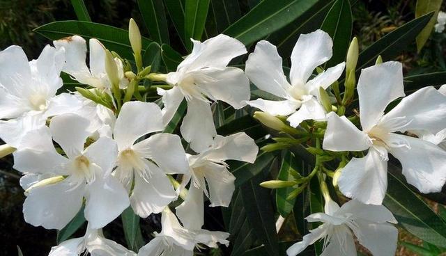 生活中常見的一些有毒植物