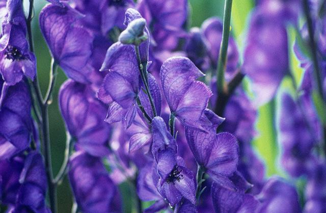 生活中常見的一些有毒植物