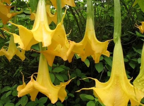 生活中常見的一些有毒植物