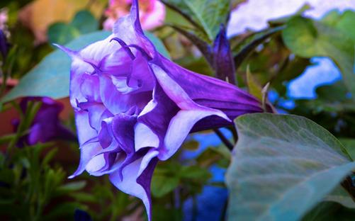 生活中常見的一些有毒植物