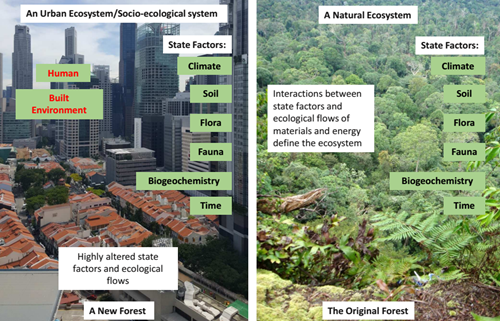 海綿城市與水生態水景觀國際論壇Tan Puay Yok教授演講實錄