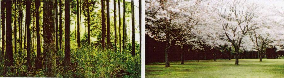 風景園林創新發展論壇藤本英二郎教授演講實錄