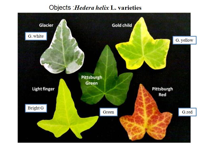 風景園林創新發展論壇藤本英二郎教授演講實錄