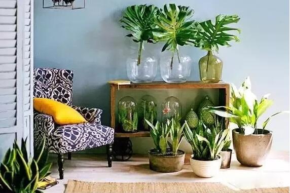 適合家庭栽培的吸毒植物,你知道哪些?