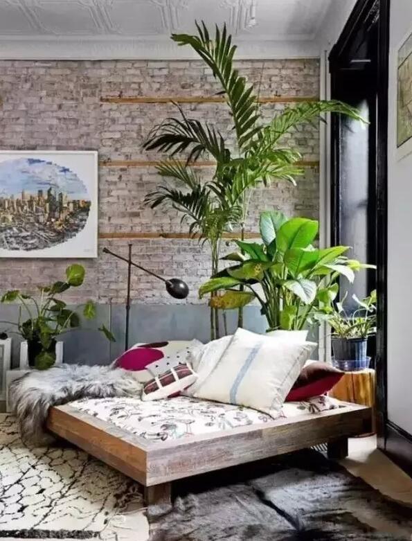 適合家庭栽培的吸毒植物,你知道哪些?