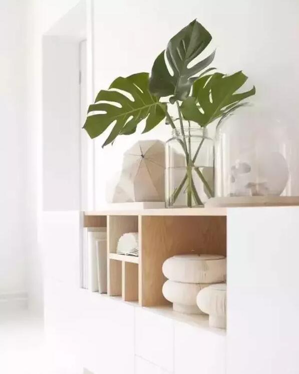 適合家庭栽培的吸毒植物,你知道哪些?