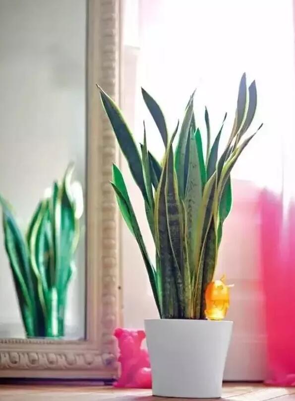 適合家庭栽培的吸毒植物,你知道哪些?