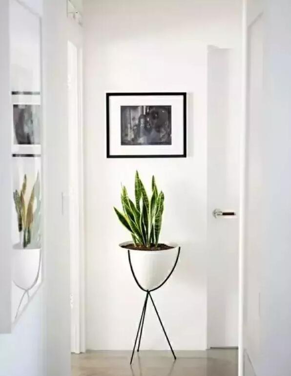 適合家庭栽培的吸毒植物,你知道哪些?