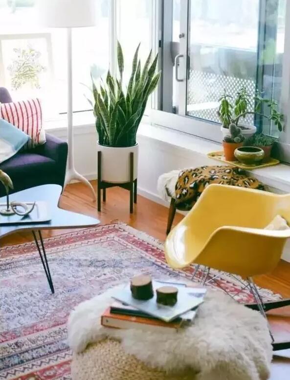 適合家庭栽培的吸毒植物,你知道哪些?