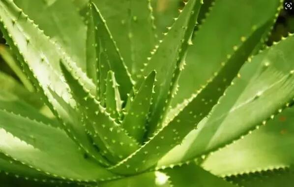 適合家庭栽培的吸毒植物,你知道哪些?