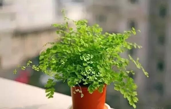 適合家庭栽培的吸毒植物，你知道哪些？