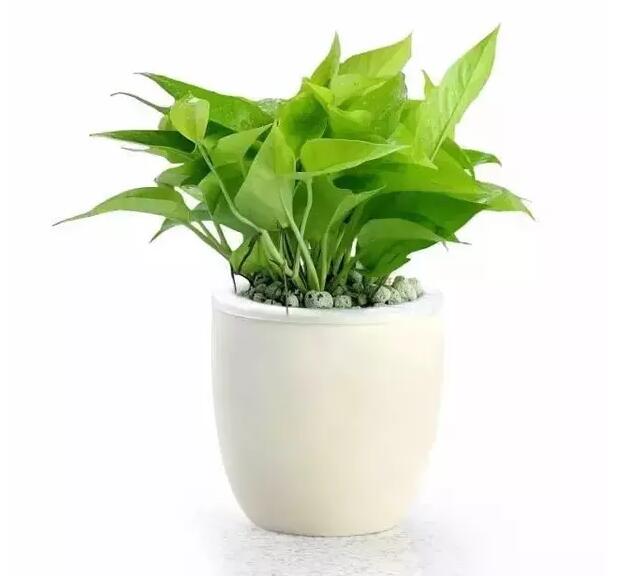 適合家庭栽培的吸毒植物,你知道哪些?