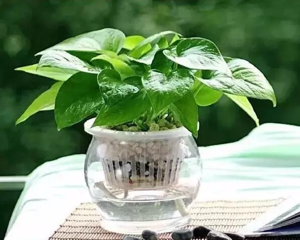 適合家庭栽培的吸毒植物,你知道哪些?