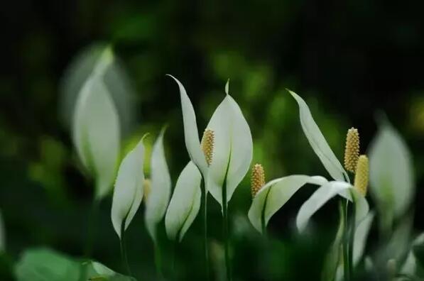 適合家庭栽培的吸毒植物,你知道哪些?
