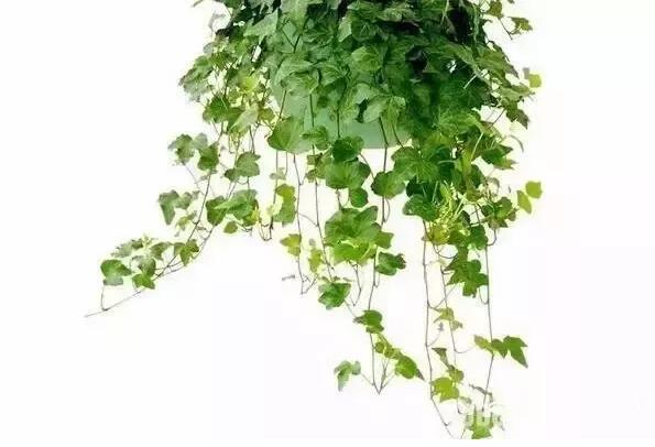 適合家庭栽培的吸毒植物,你知道哪些?