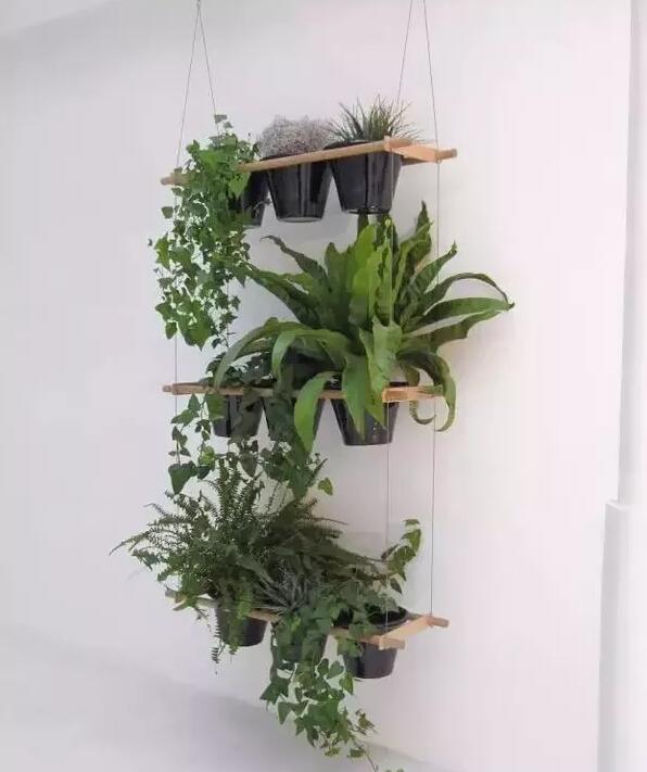 適合家庭栽培的吸毒植物，你知道哪些？