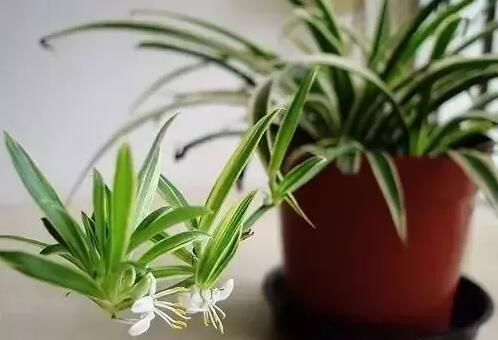 適合家庭栽培的吸毒植物,你知道哪些?