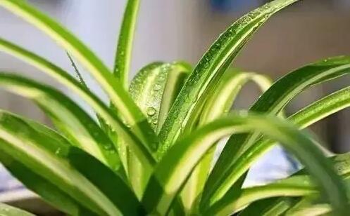 適合家庭栽培的吸毒植物,你知道哪些?