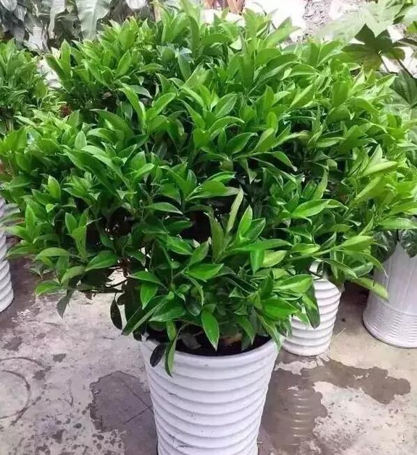 適合家庭栽培的吸毒植物,你知道哪些?