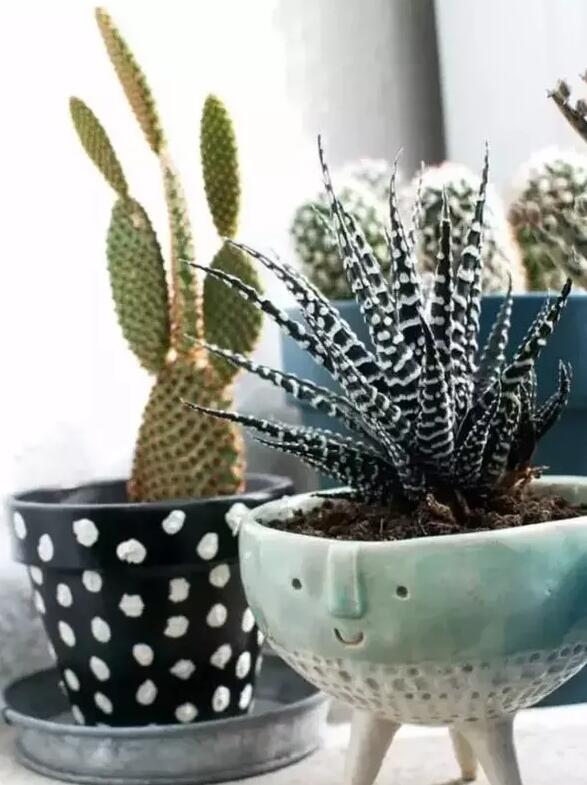 適合家庭栽培的吸毒植物,你知道哪些?