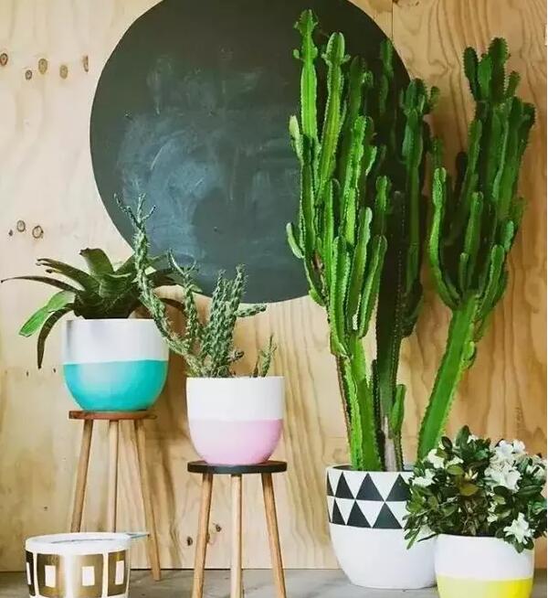 適合家庭栽培的吸毒植物,你知道哪些?