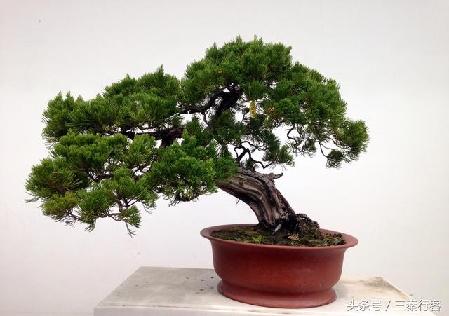 陜西第二大城市寶雞市的盆景園