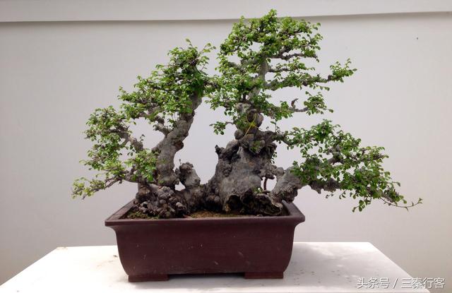 陜西第二大城市寶雞市的盆景園