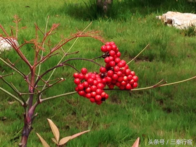 陜西第二大城市寶雞市的盆景園