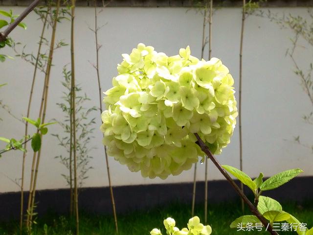 陜西第二大城市寶雞市的盆景園