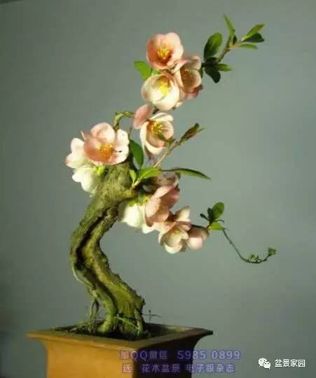 你應該知道的苗木盆景行業術語