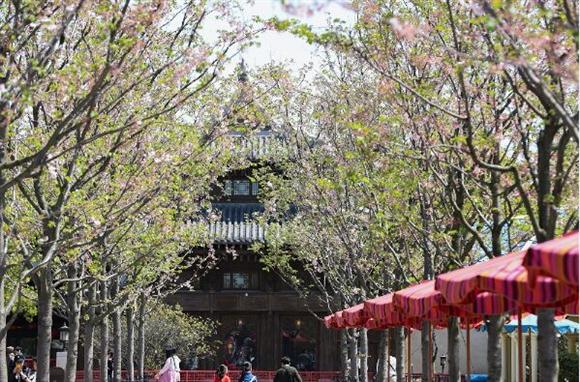 上海迪士尼進入賞花季