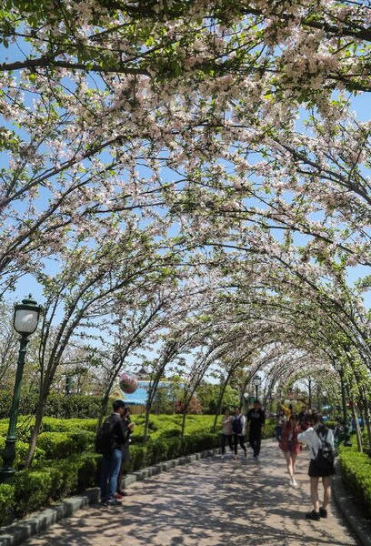 上海迪士尼進入賞花季