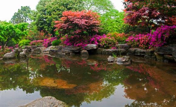 上海迪士尼進入賞花季