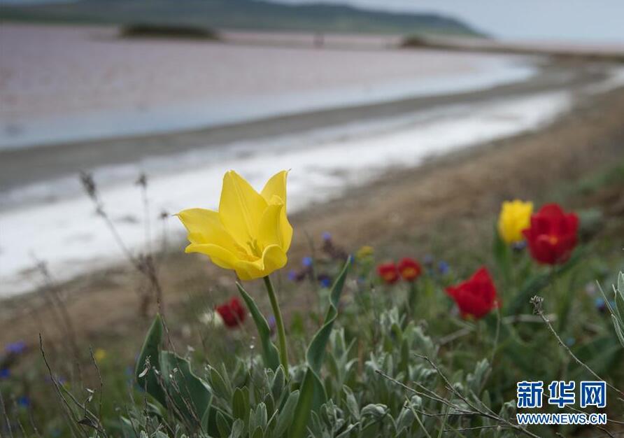 克里米亞奧普克斯基自然保護區自然風光