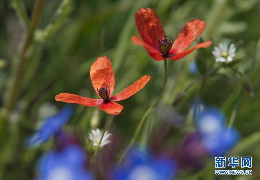 克里米亞奧普克斯基自然保護區自然風光