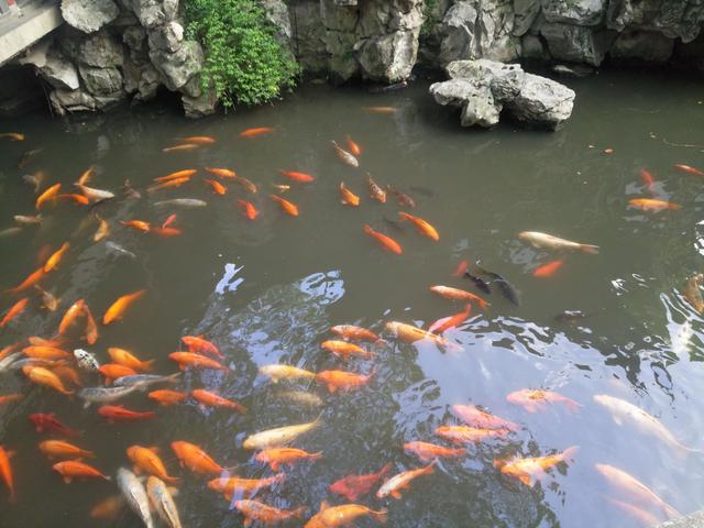 上海豫園：隱匿在鬧市中的江南園林